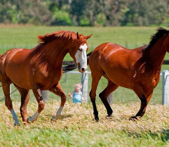 Seymour’s Horses